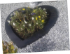 heart shape flower bed for Memorial